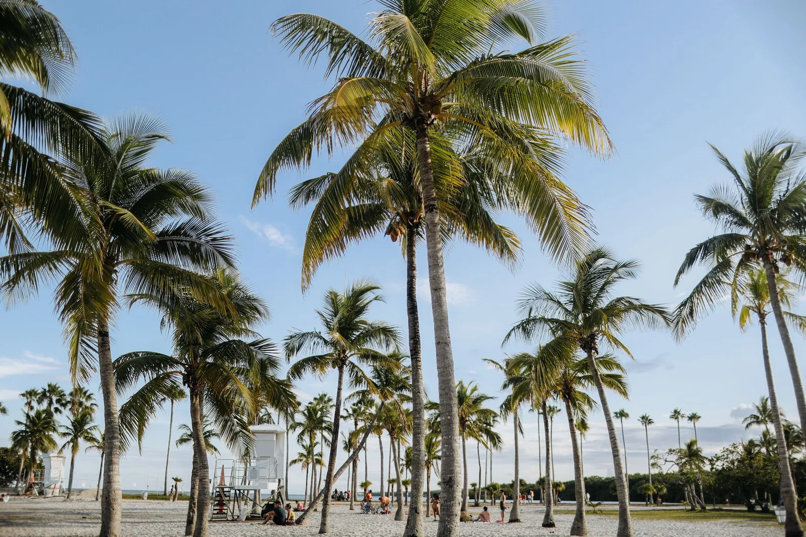 Tall coconut palm trees on a sandy beach park (Crandon/Key Biscayne look) under a clear blue sky, lifeguard stand and small people in backgr